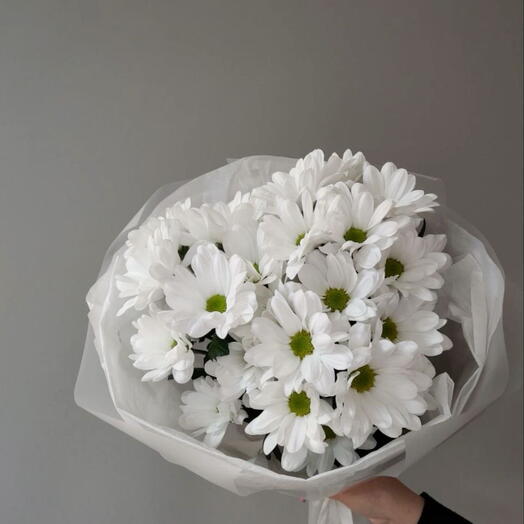 Dallı kasımpatı S