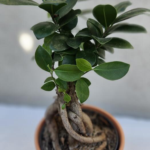İç mekan Fikus bonsai  bitki