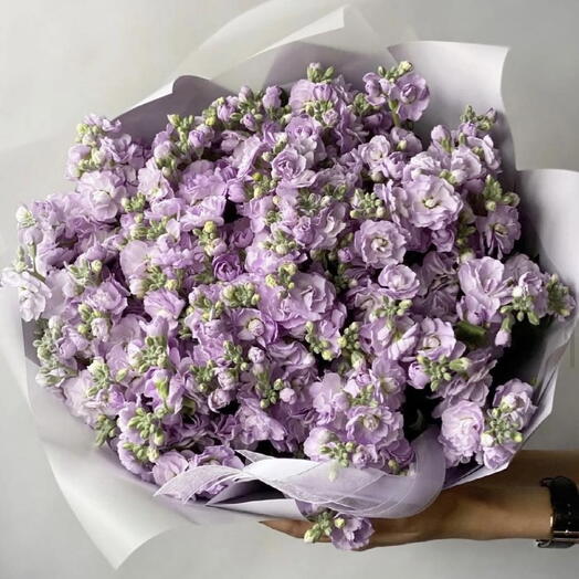 Mattiola Lilac/purple