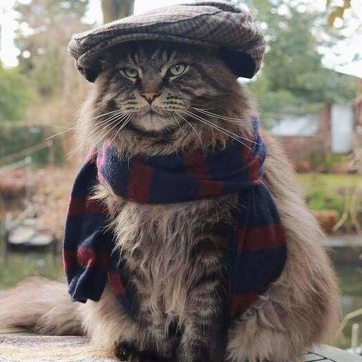 Тест котик 2 суровый