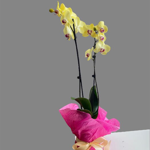 Orchids Phaleo Indoor plant with white flower pot