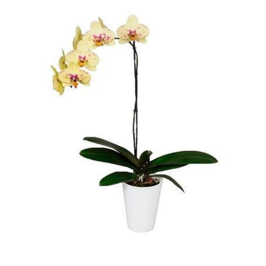 Orquidea Amarilla 1 vara