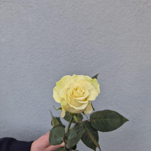 White Roses - Choose from 9 pieces