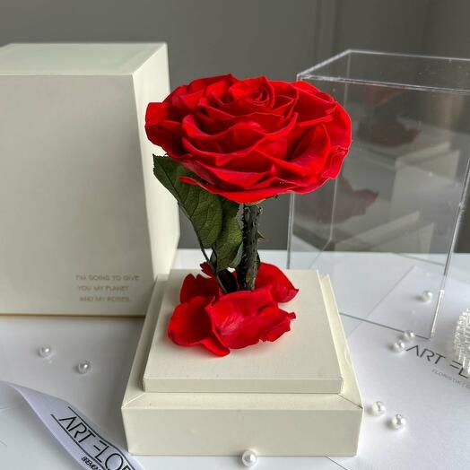 Ewige rote Herz-Rose im weissen Acryltower