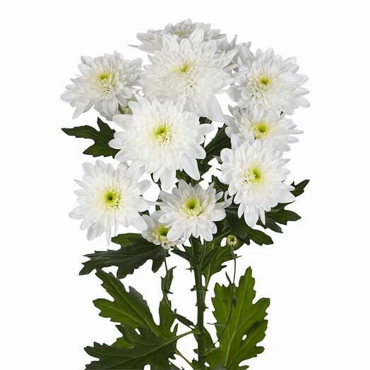 Chrysanthemum Zembla