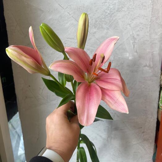 Pink unscented Lily