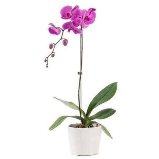 Orquidea Morada 1 vara