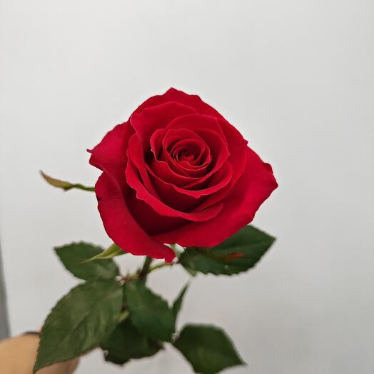 Ecuadori roos Gotcha