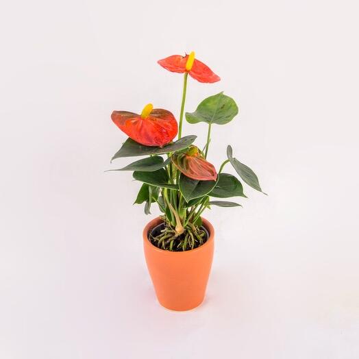 Red Anthurium