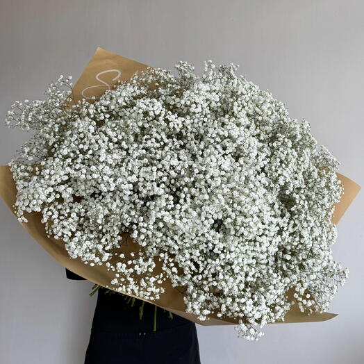 White Gypsophila
