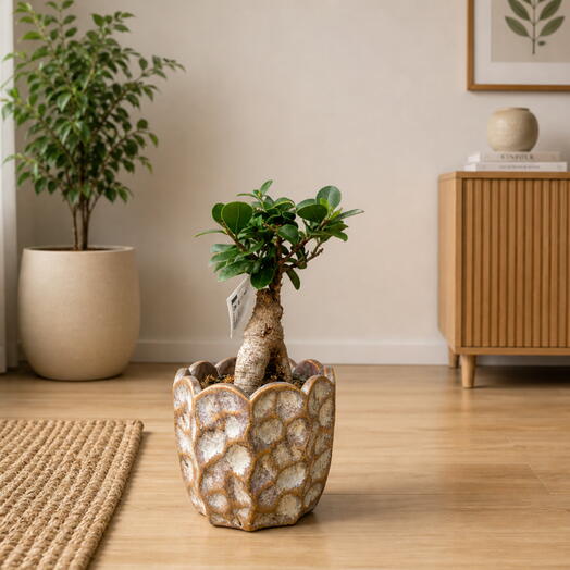 Ficus with pot