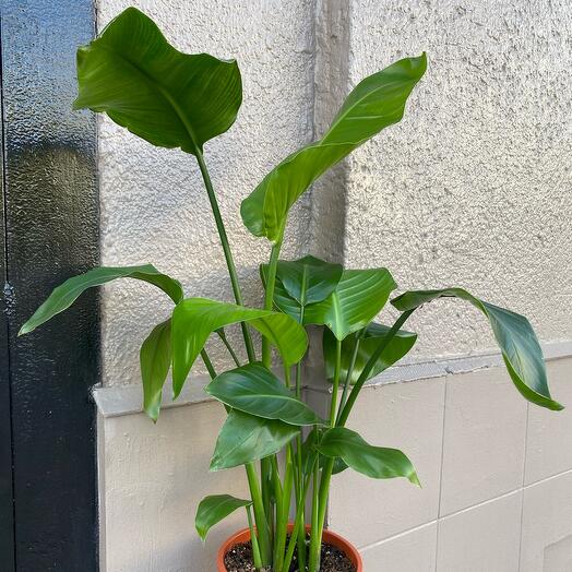 Strelitzia 100 cm