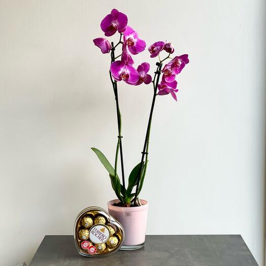 Set orchid and box ferrero