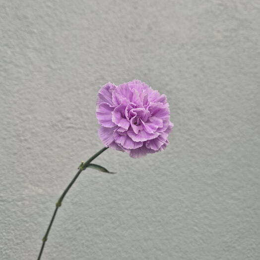 Clavel púrpura - Elige entre 15 piezas