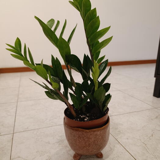 Planta Zamioluca Pote Tripe Cerâmica