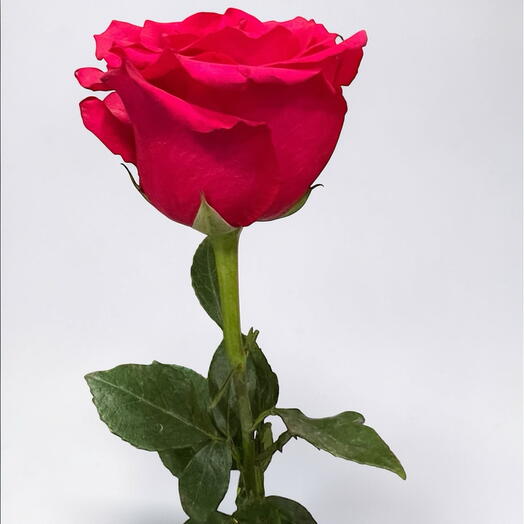 Rose dark pink Ecuador