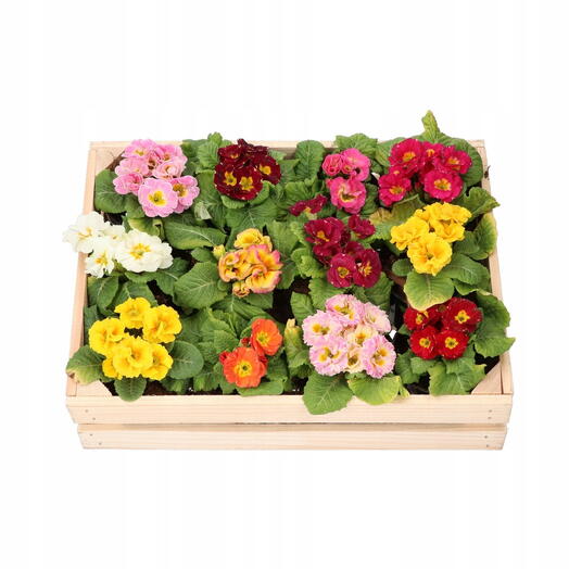 Przymula Belerina 15 pcs in a carton