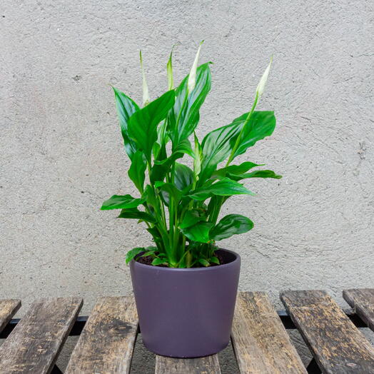 Small Spathiphyllumin in a ceramic pot