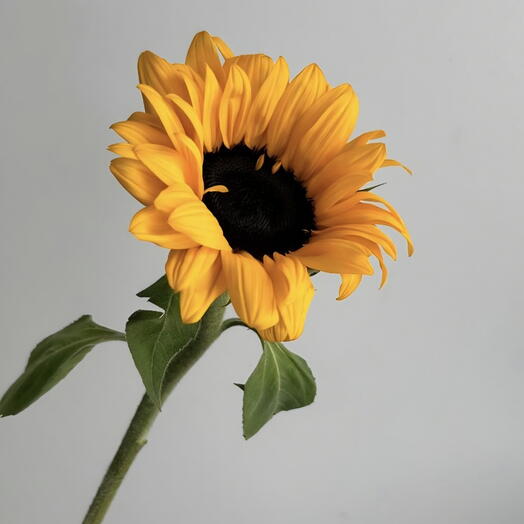 Beautiful sunflower (summer helianthus)
