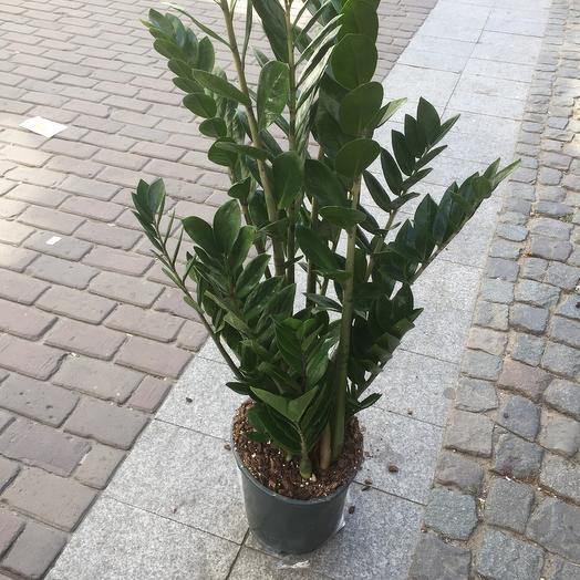 Zamioculcas
