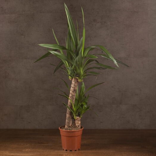 Комнатное растение Юкка Элефантис