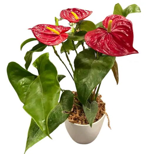 PLANTA ANTURIO PREMIUM