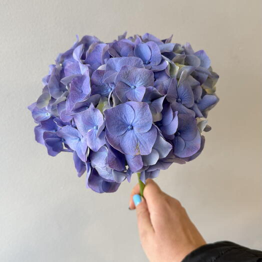 Purple hydrangea 20sm