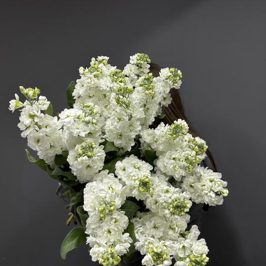 Ароматная матиола