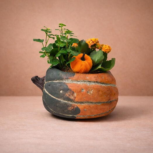 The potted plant Pumpkin