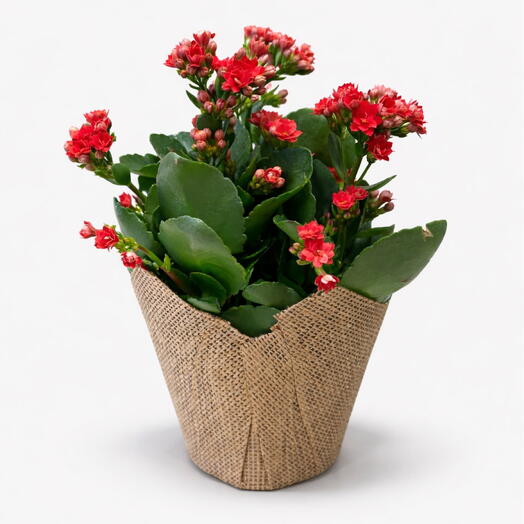 Kalanchoe red