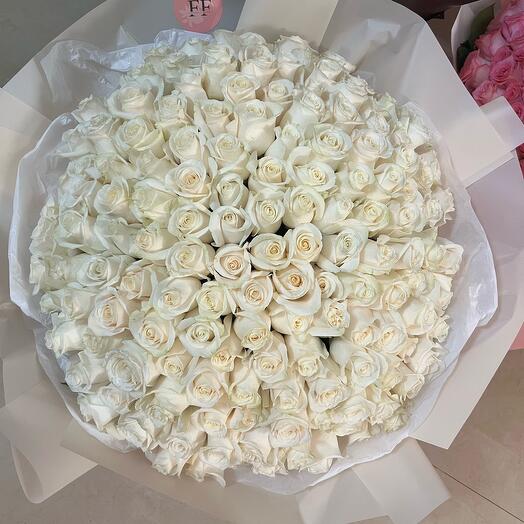 150 white roses