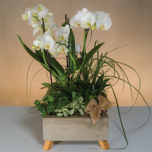 Mini Triple Spike Orchid in Cement Pot