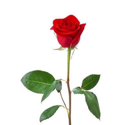Red rose