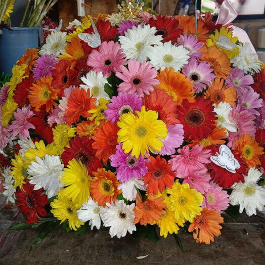 Amor de Gerbera