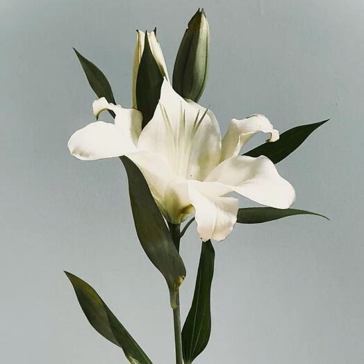 Lily Oriental