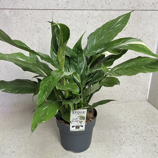 Skrzydłokwiat Diamond Variegata Spathiphyllum XL Kwiat kolekcjonerski