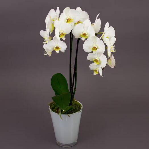 White orchid in pot