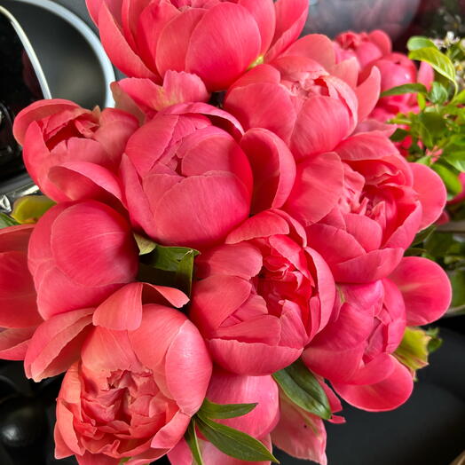 PEONIE CORAL NEXT 2025