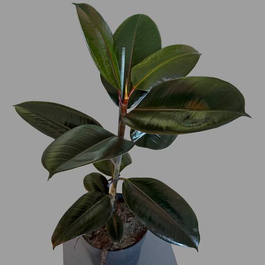 Ficus Elastica