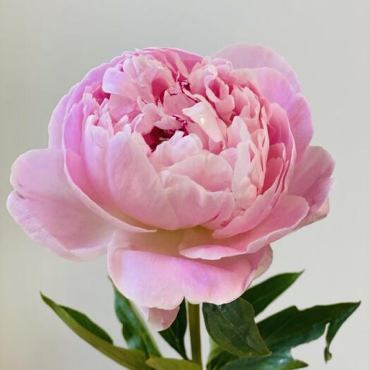 Pink peony (1 pc)