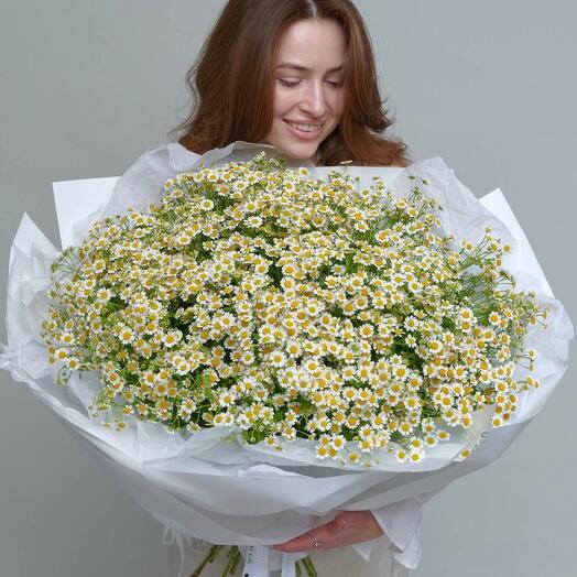 Daisy Dreams - Medium