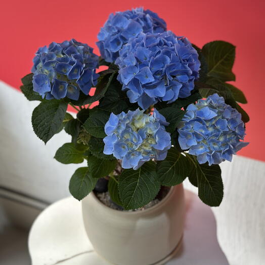 Hydrangea in a pot