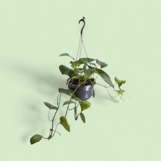 Epipremnum - комнатное растение