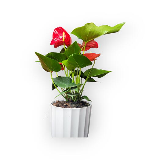 Indoor plant,Anturium