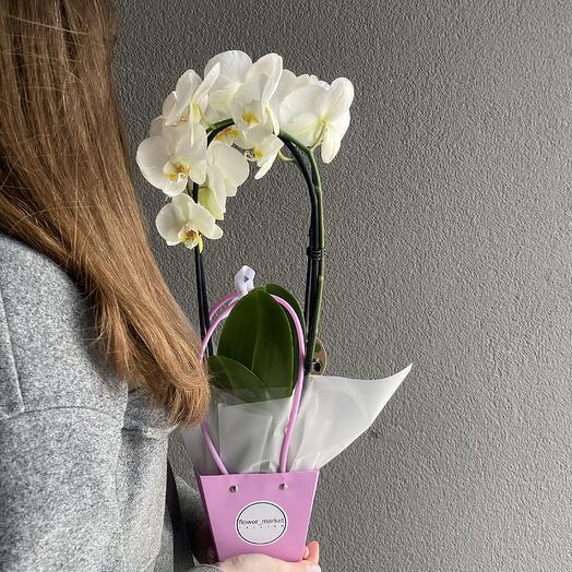 Orchid in a handbag