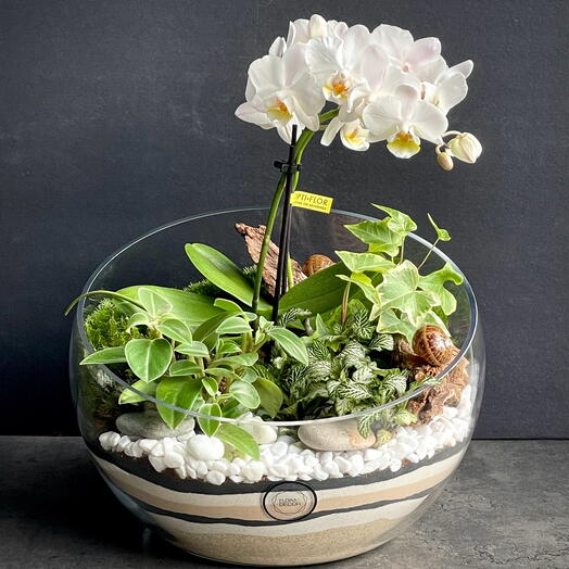 Florarium with orchids