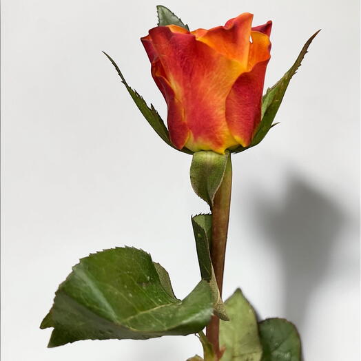 Rose Downtown