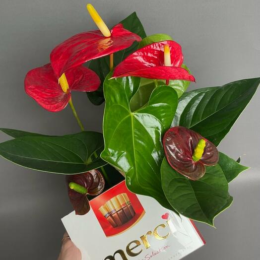 Bouquet Thousands of thanks