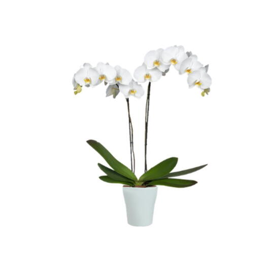 Orquidea Blanca 2 varas