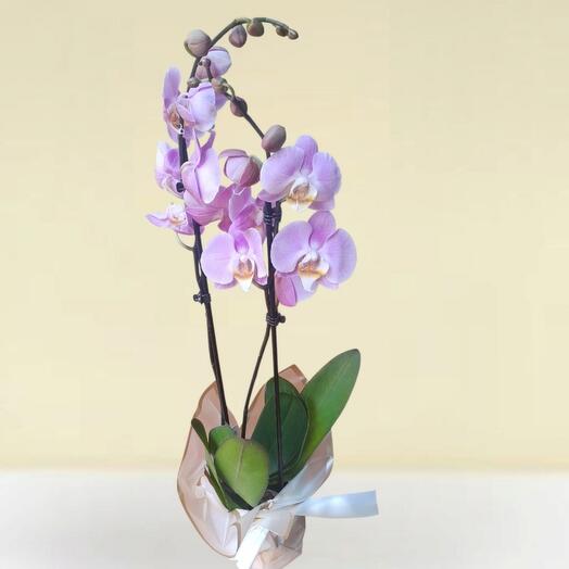 Orchid double